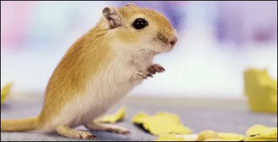 De quel pays est originaire la gerbille ?