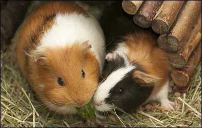 Quel grand personnage de l'Histoire est à l'origine de la découverte du cochon d'Inde ?