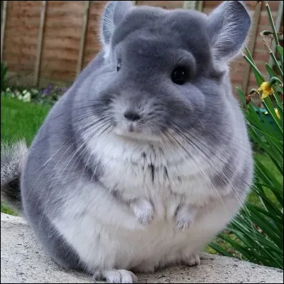 Dans la nature le chinchilla est :