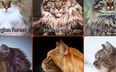 Quiz Felins