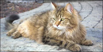 Lui, en revanche, c'est un...