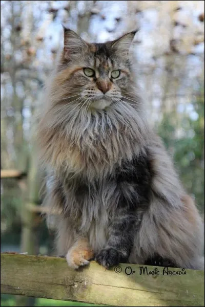 Ma parole, ces chats sont tous incroyables ! Celui-ci aussi, il est...