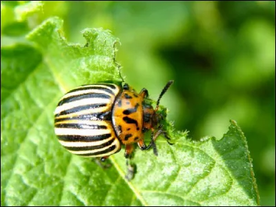 Quelle est la bonne orthographe du nom de cet insecte, principal ravageur de la pomme de terre ?