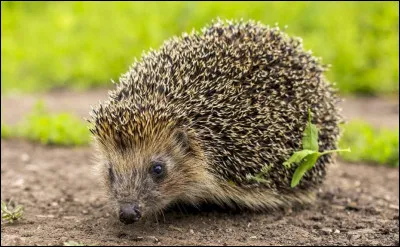 Titre : La chanson du ..., vous vous souvenez, et bien, il l'a chantée !