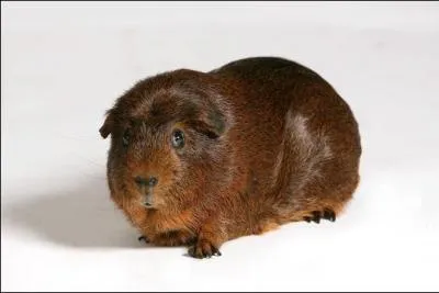 Quel est ce rongeur ?