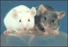 Quel est ce rongeur ?