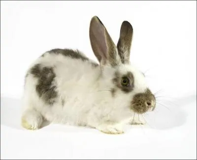 Quel est ce rongeur ?