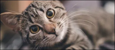 C'est une amie proche de cette famille et elle reste avec 7 chats.