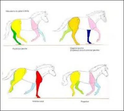 Quel est le mécanisme du galop à droite ?