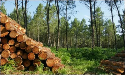 Comment appelle-t-on celui qui entretient et cultive rationnellement la forêt ?