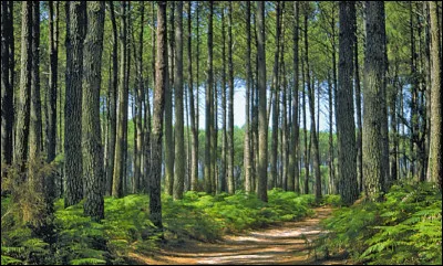 Quelle est la plus grande forêt artificielle d'Europe ?