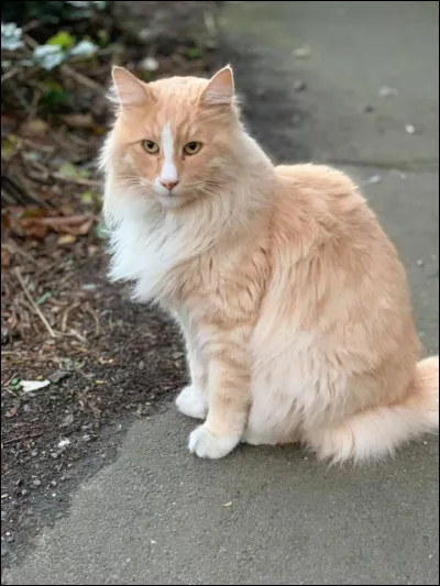 Quel est le nom de cet animal en anglais ?