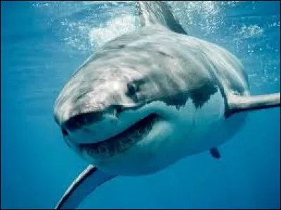 Quel est le nom de cet animal en anglais ?