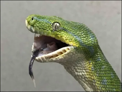 Quel est le nom de cet animal en anglais ?