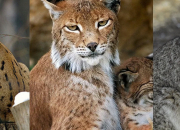 Quiz Un animal - Le lynx