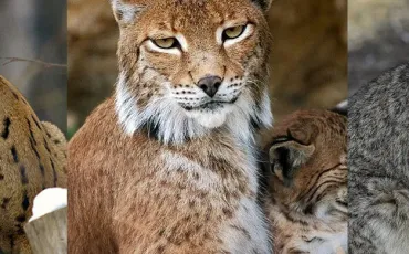 Quiz Felins