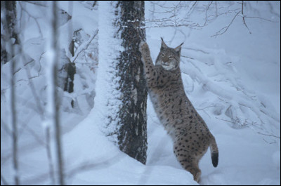 En Amérique du Nord, le territoire d'un lynx peut s'étendre jusqu'à...
