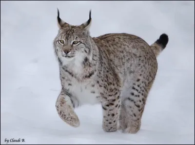 La plupart du temps, de quoi se nourrit un lynx ?