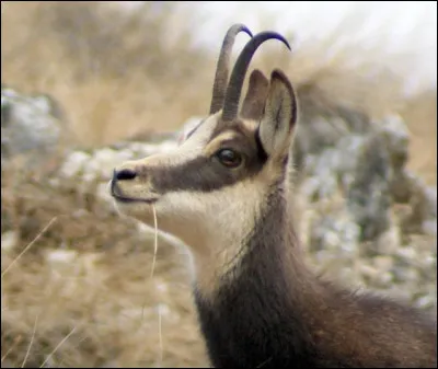 Un lynx roux peut tuer seul un chamois !