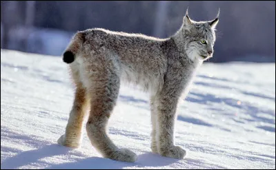 Prenons en exemple le lynx du Canada. A quelle vitesse court-il ?