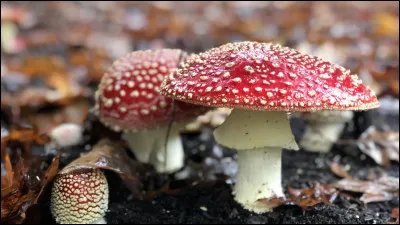 No 6 - 2 000 euros le kilo. Ça fait cher la poêlée !
À croire que les champignons détiennent la palme du luxe. Ce champignon des pins a, paraît-il, une saveur unique qui parfumera immédiatement et agréablement tous vos aliments... Quel est son nom ?