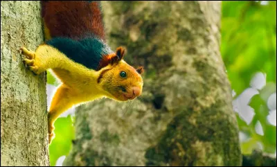 Voilà le dernier...Comment s'appelle-t-il ?