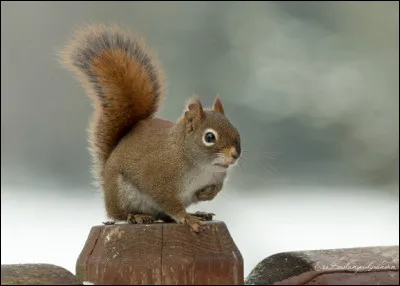 De quelle espèce est cet écureuil ?