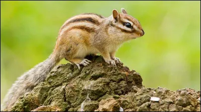 Connais-tu l'espèce de celui-ci ?