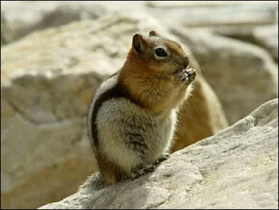 Voilà des écureuils qu'on ne voit pas tous les jours ! Comment s'appelle celui-ci ?