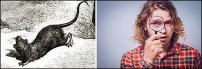 On va associer un verbe de la perception à l'animal de l'illustration de gauche afin d'obtenir [...].