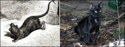 Tiens quelle belle paire, l'un semble à l'affût et l'autre se méfie ! Mais quel mot obtenons-nous en les accolant ?