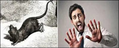 Toujours selon le même principe, qu'obtenons-nous en associant les deux illustrations ?