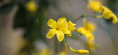 Du côté des fleurs, cette plante jaune est-elle du jasmin d'hiver ou plutôt du millepertuis ?