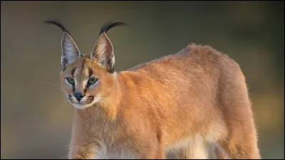 Du côté des animaux, la photo nous montre-t-elle un caracal ou plutôt un ocelot ?