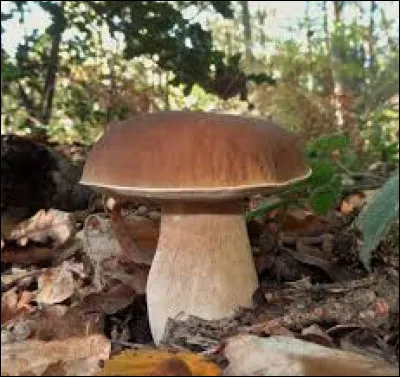 Du côté des champignons, le champignon sur l'image est-il un cèpes ou plutôt un bolet ?