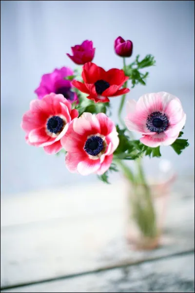 Nous apercevons ici un bouquet d'anémones.