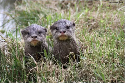 Comment appelle-t-on ses petits ?