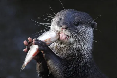 Combien de nourriture la loutre adulte ingère-t-elle en une journée ?