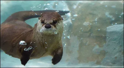 La loutre peut rester en apnée jusqu'à...