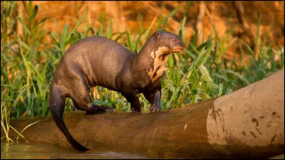Cet animal est une loutre.