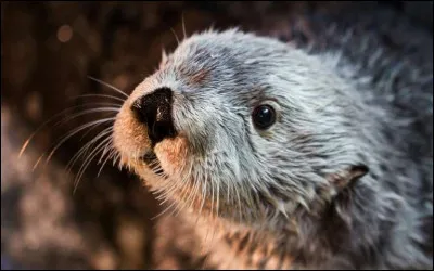 La loutre est...