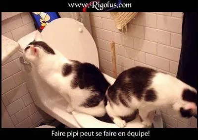Que font ces chats ?