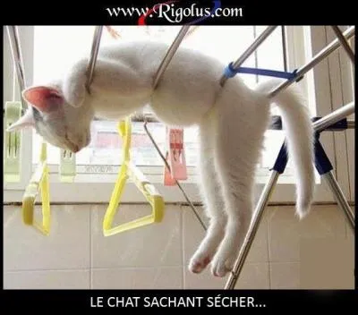 Que fait ce chat ?