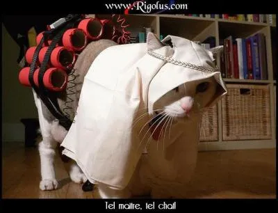 Ce chat appartient à :