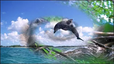 Ton animal préféré...