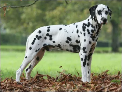 Vous connaissez certainement le nombre de ''Dalmatiens'' du film de Stephen Herek sorti en 1996.