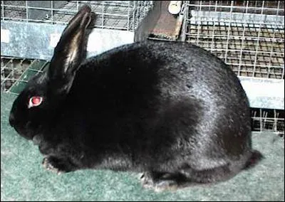 Quelle est la race de ce lapin ?