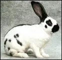 Quelle est la race de ce lapin ?