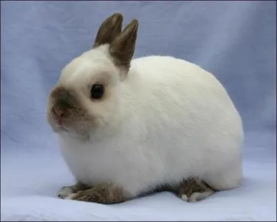 Quelle est la race de ce lapin ?