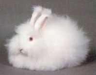 Quiz Lapins